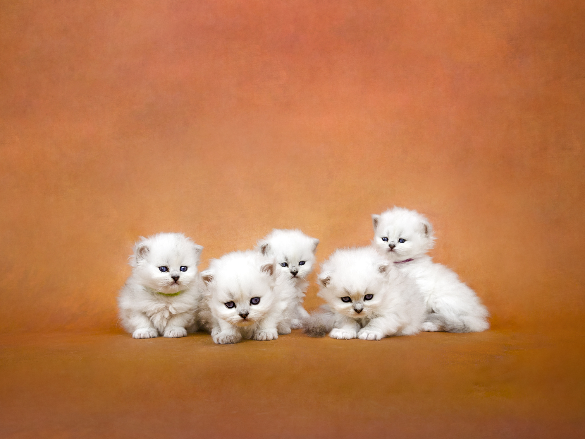 Silver Kittens