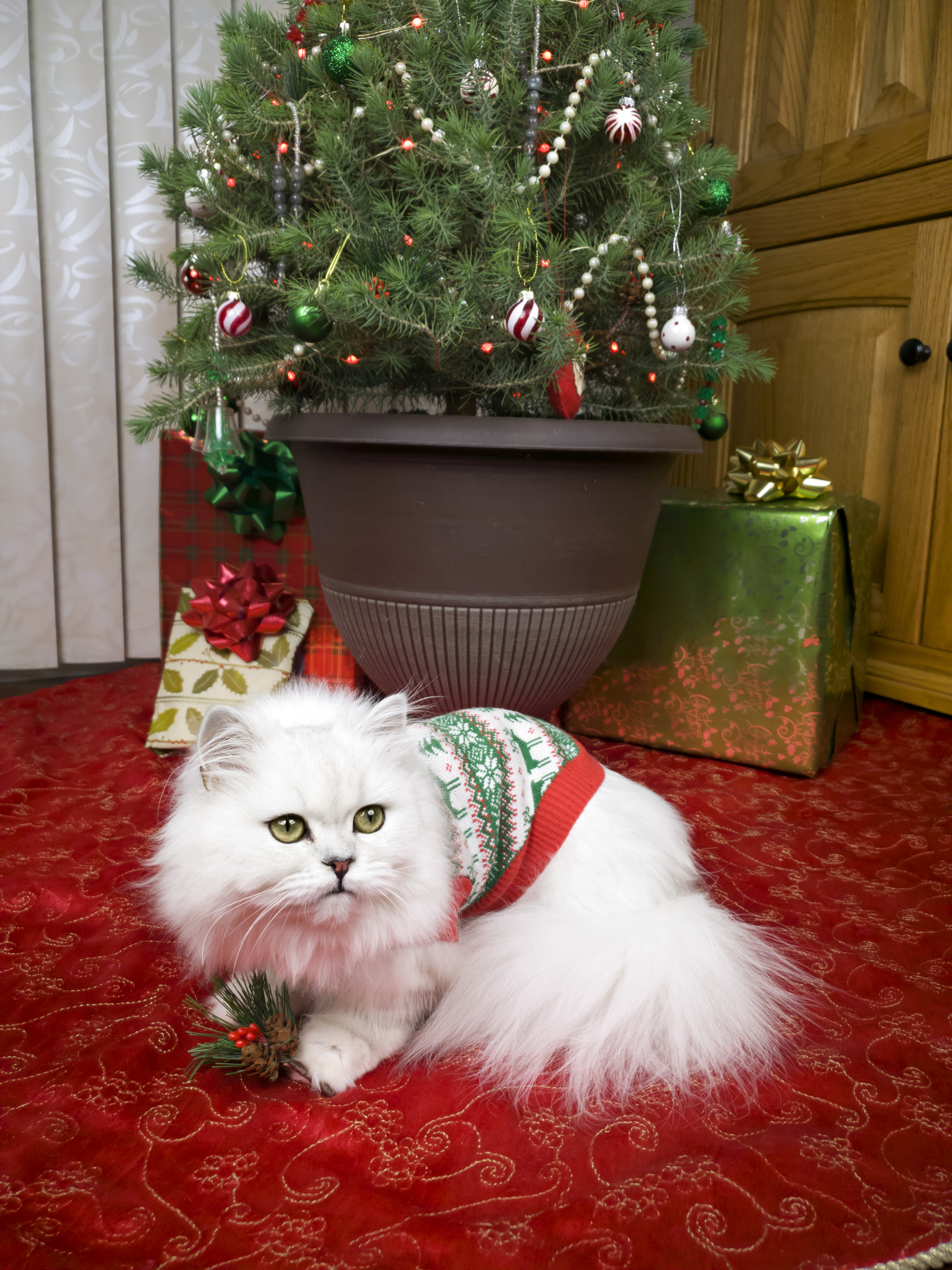 White Persian Cat
