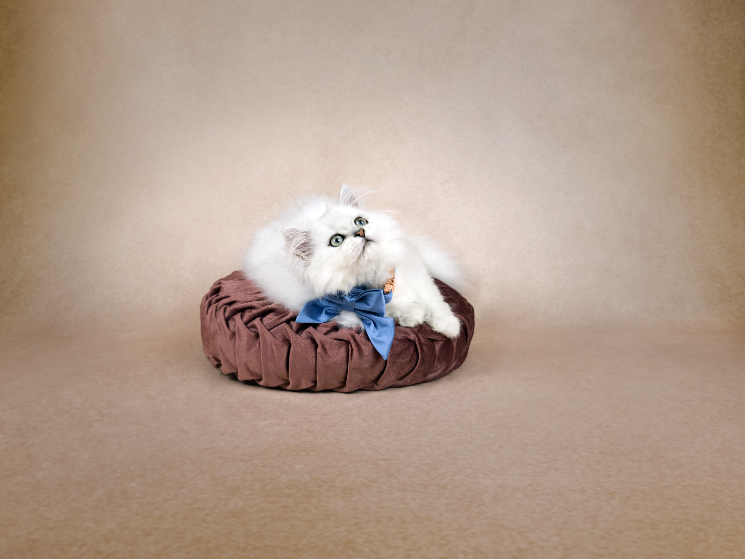 Chinchilla Persian