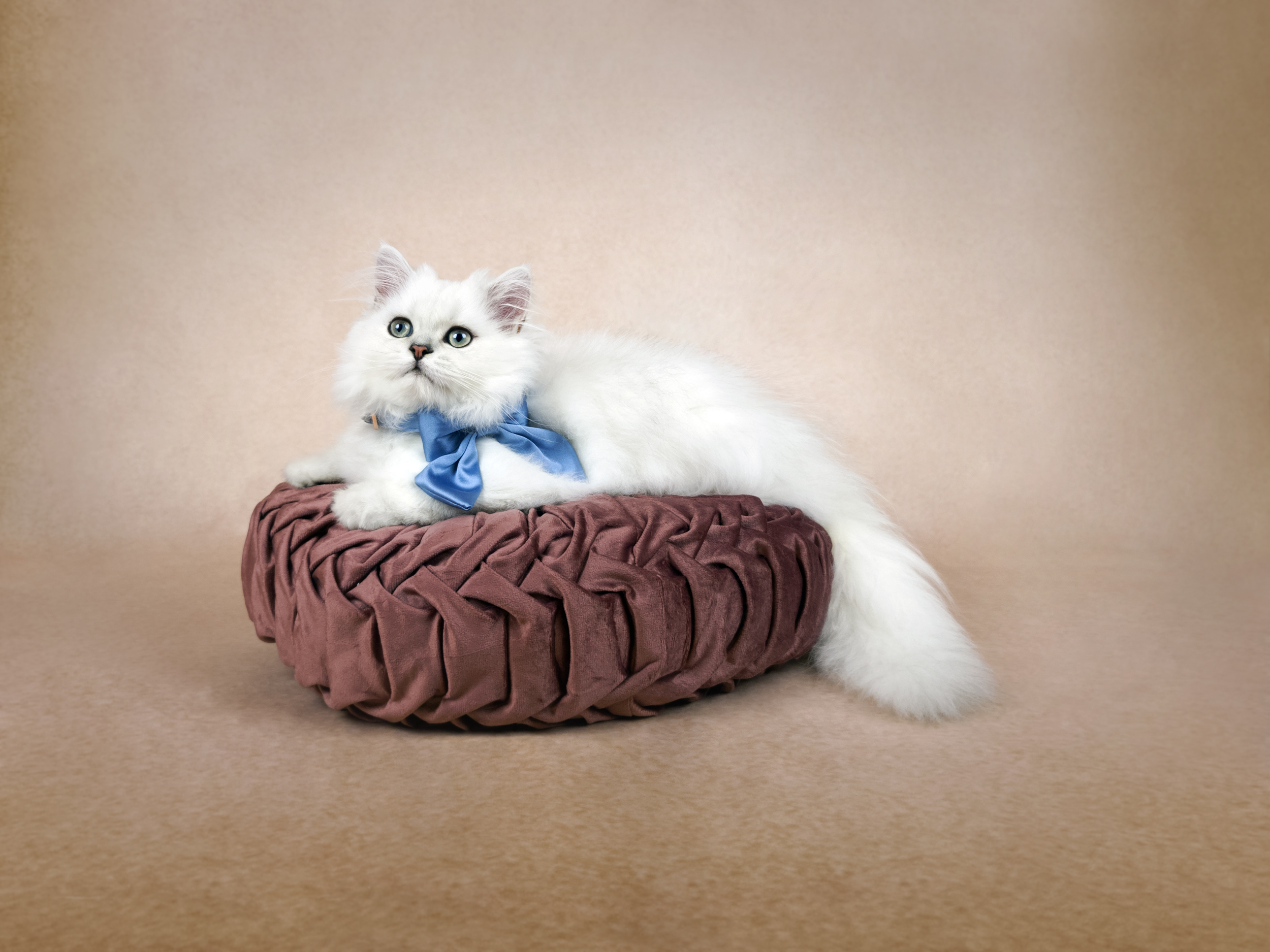 Dollface Persian