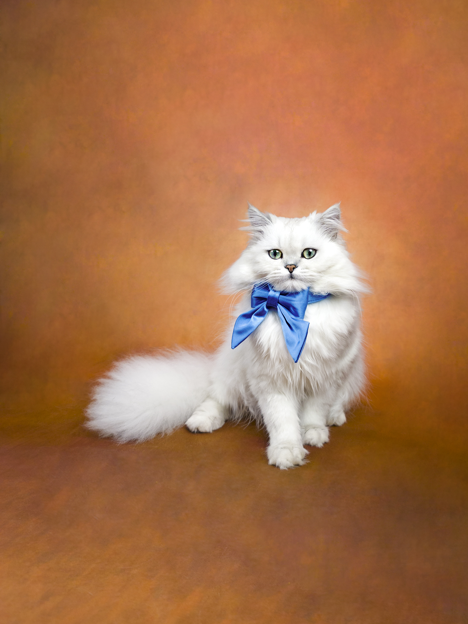 Dearheart Persian