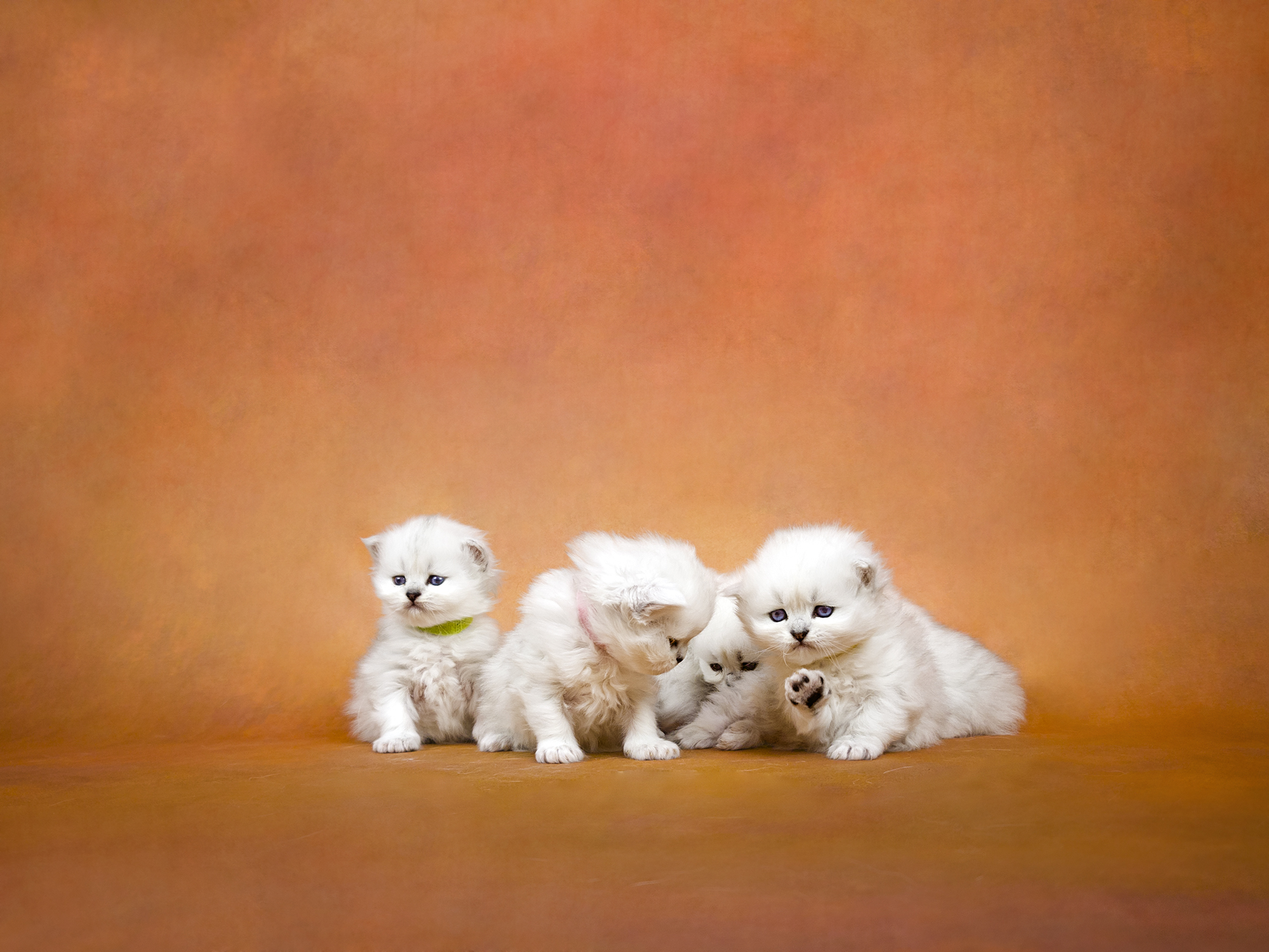 Persian Kittens