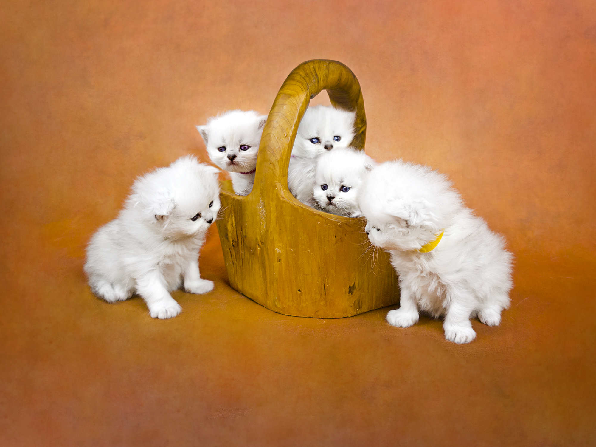 Purebred Persian