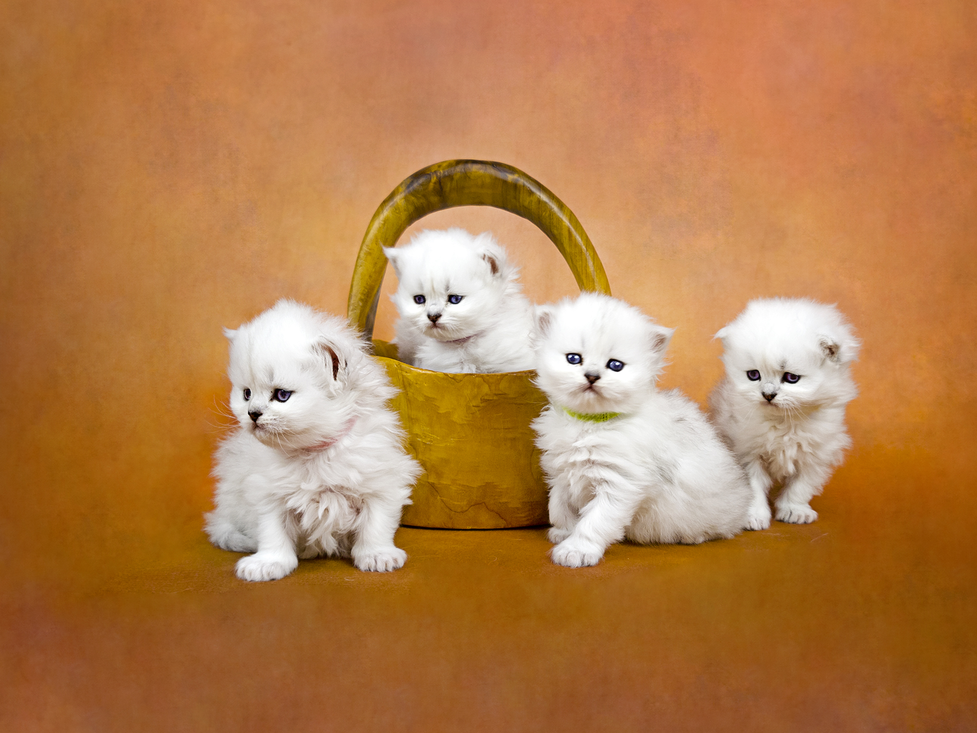 Traditional Persians