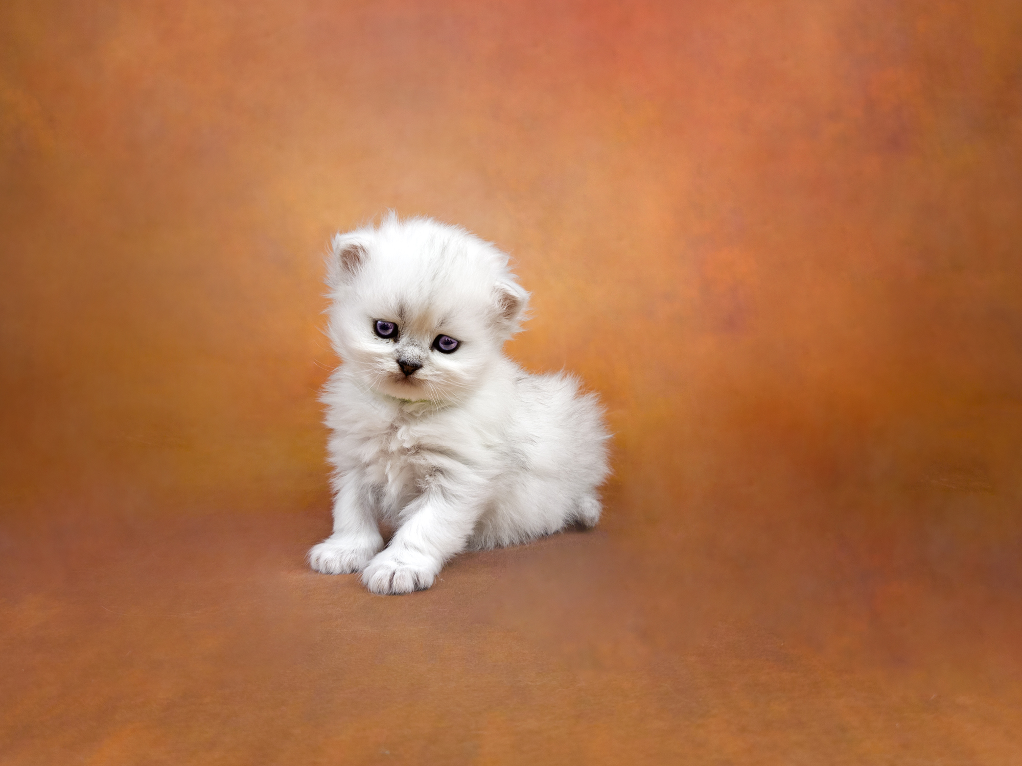 Silver Persian