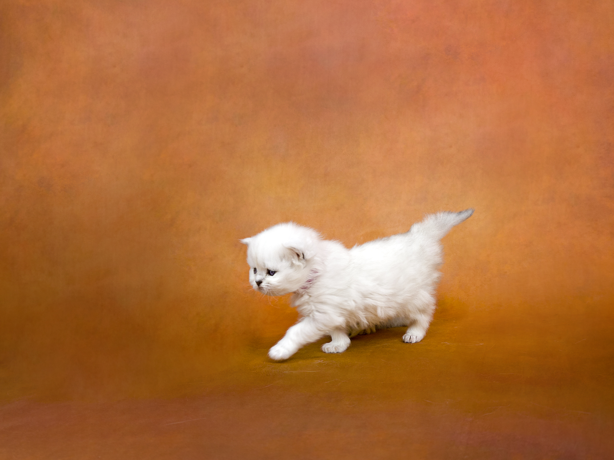 Pedigreed Persian