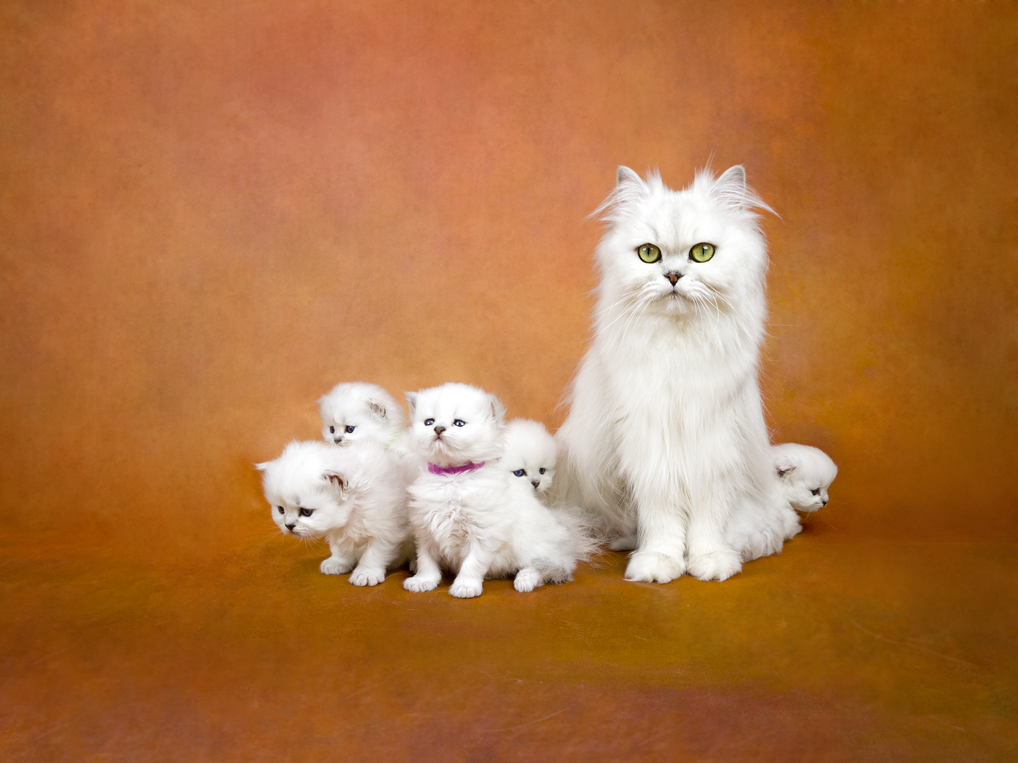 Adopt Kittens