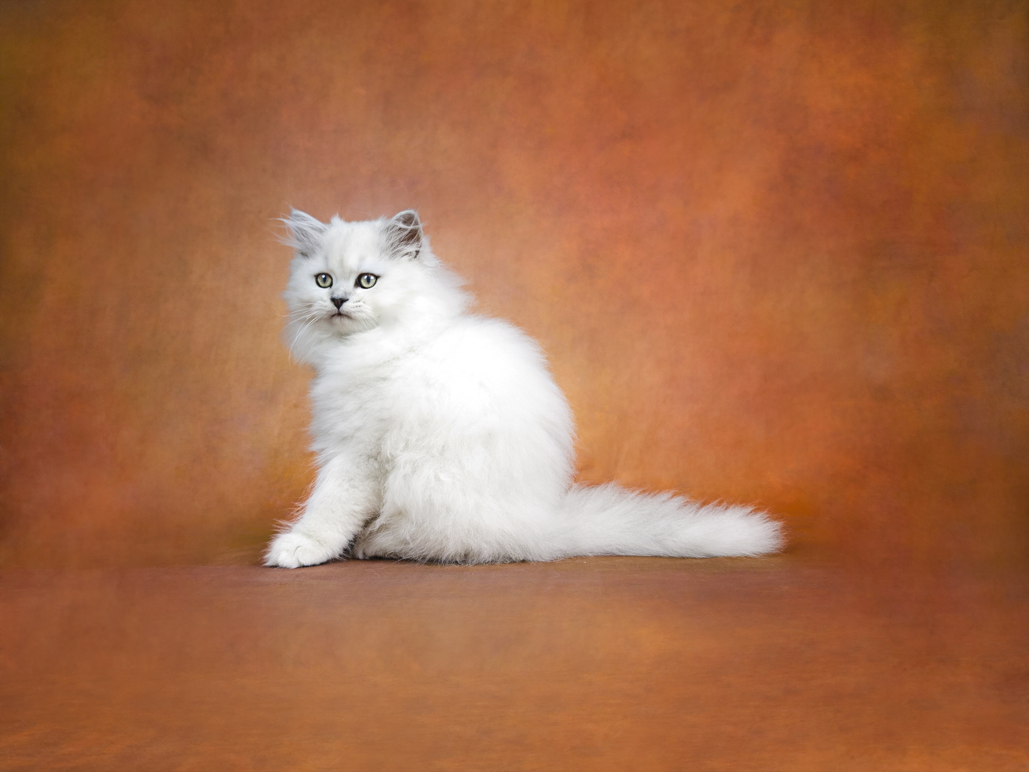 Dearheart Kittens