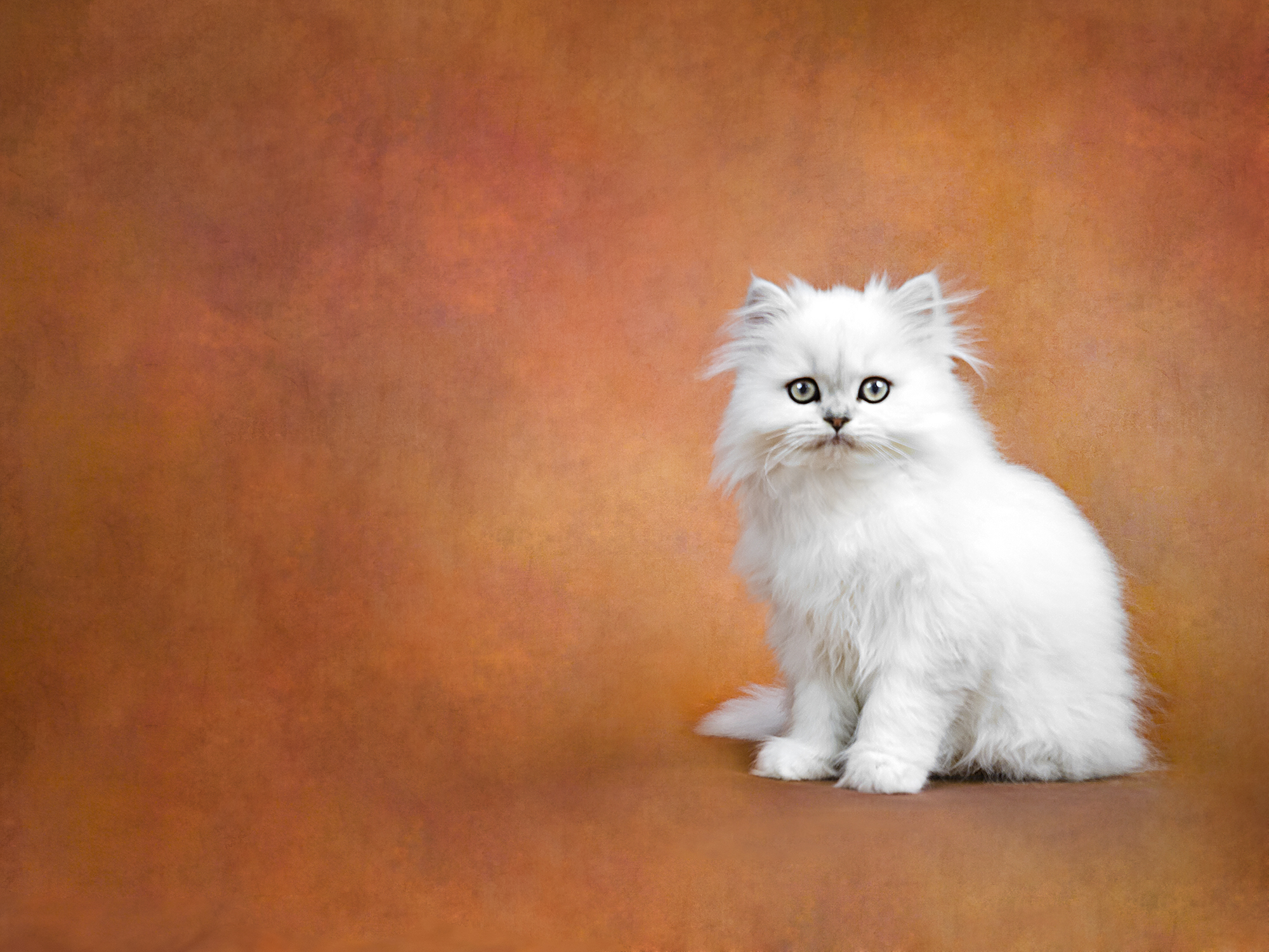Dollface Persian