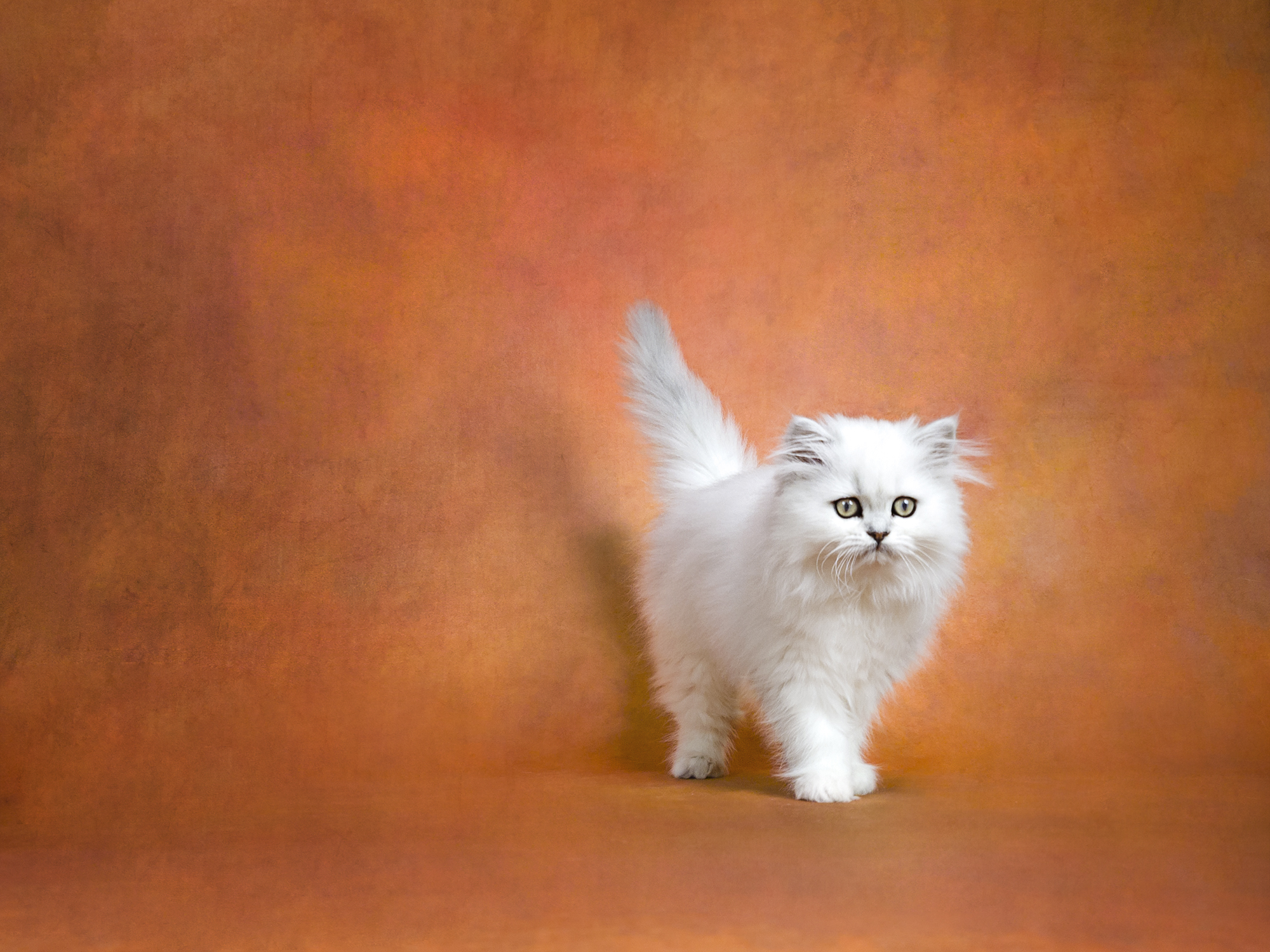 Adopt Kittens